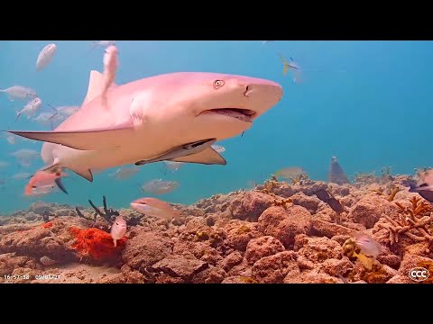 Virtual Field Trip: Aquarium Live Feeds and Ocean Webcams | The ...