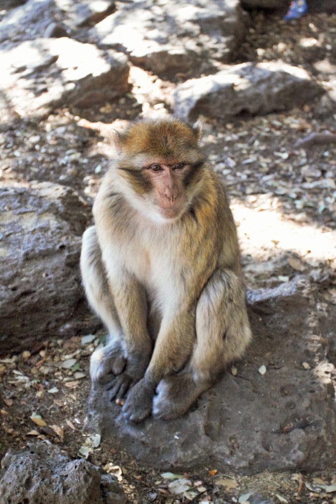a photo of a barbary ape in Morocco
