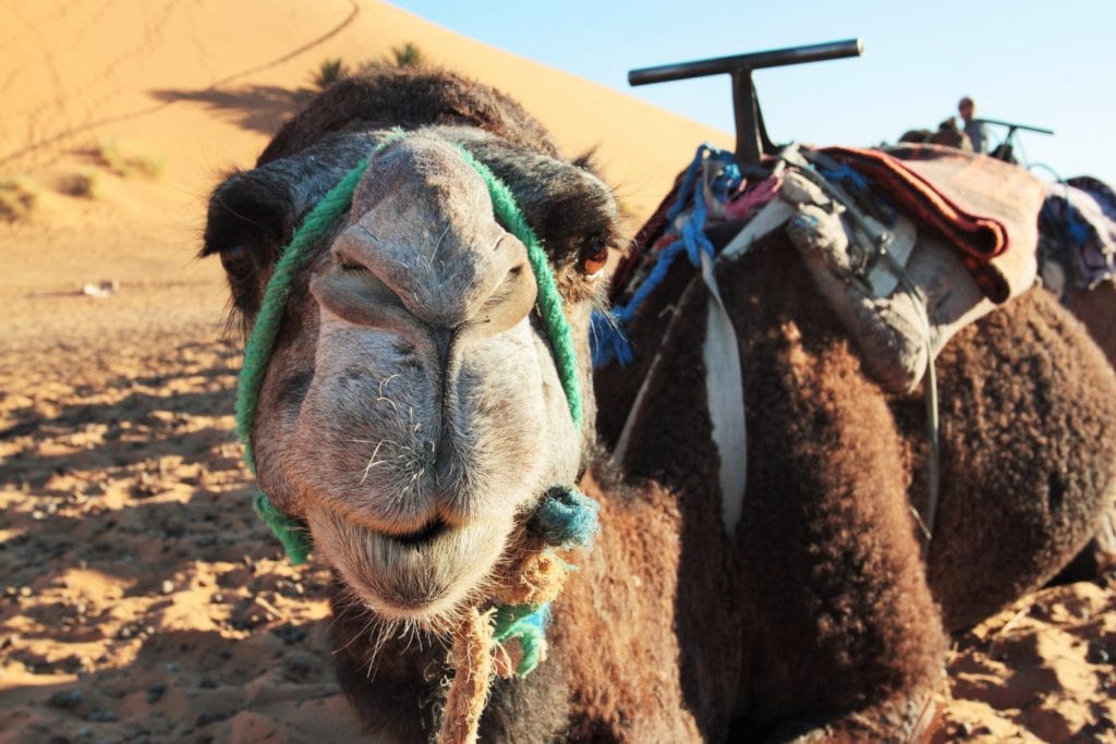 Sahara Camel