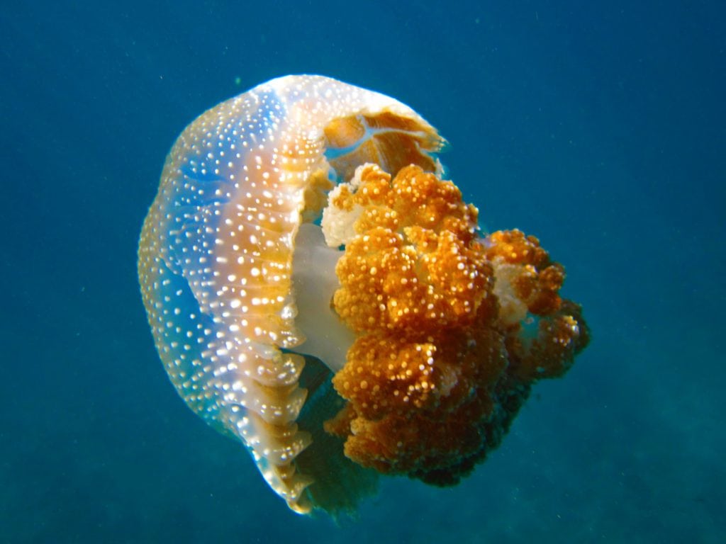 Thailand Snorkeling Liveaboard