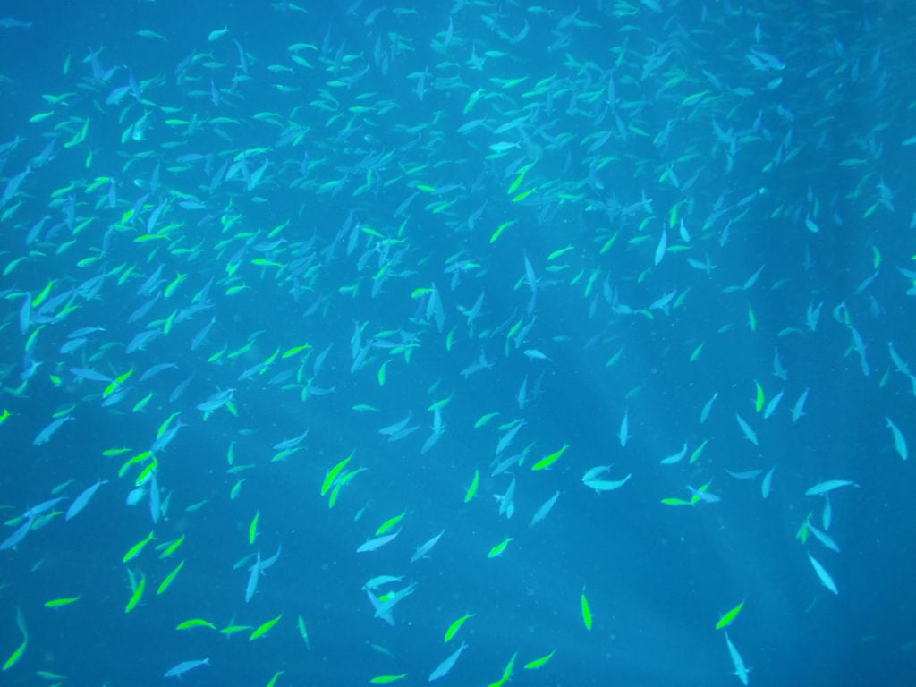 Thailand Snorkeling Liveaboard