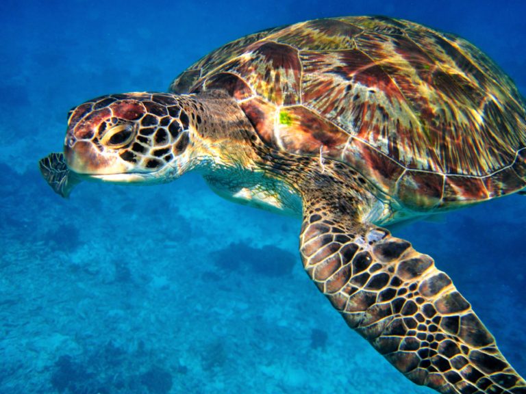 Thailand Snorkeling Liveaboard