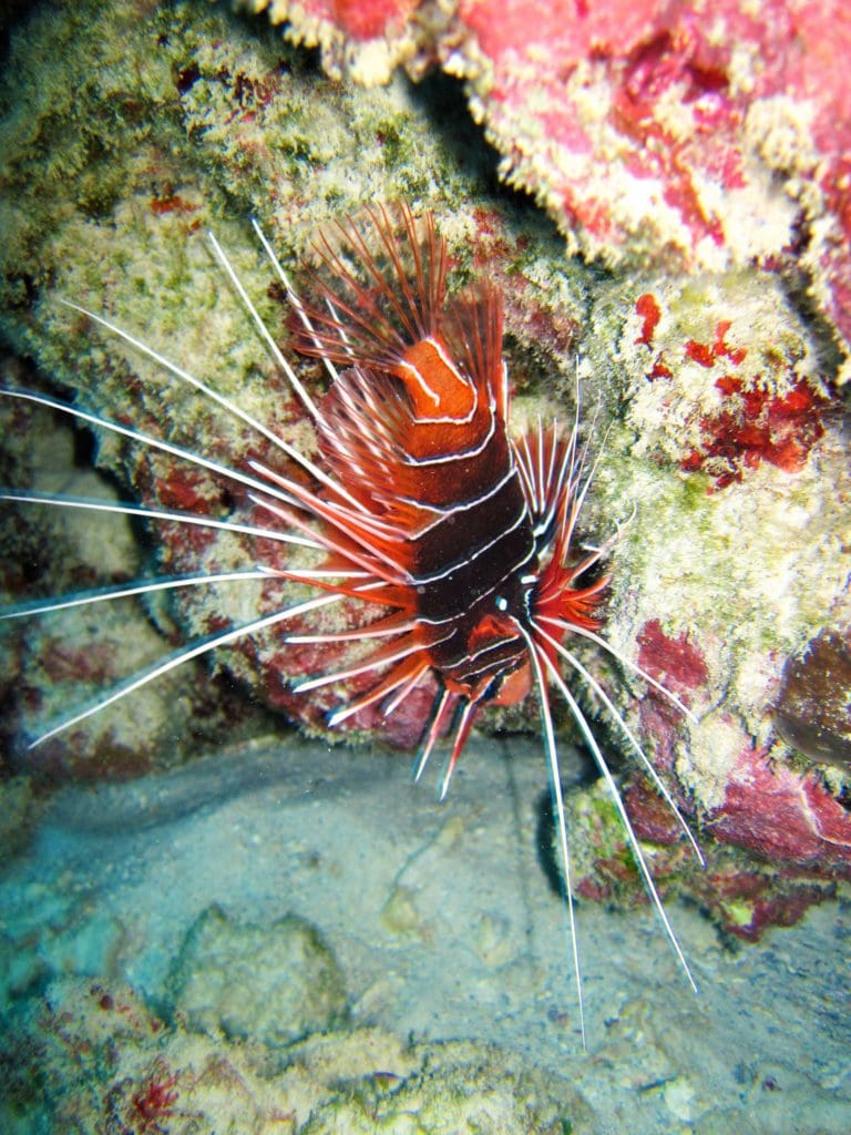 Thailand Snorkeling Liveaboard