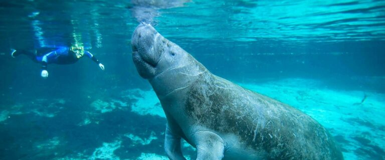 a snorkeler swims with manatees in florida