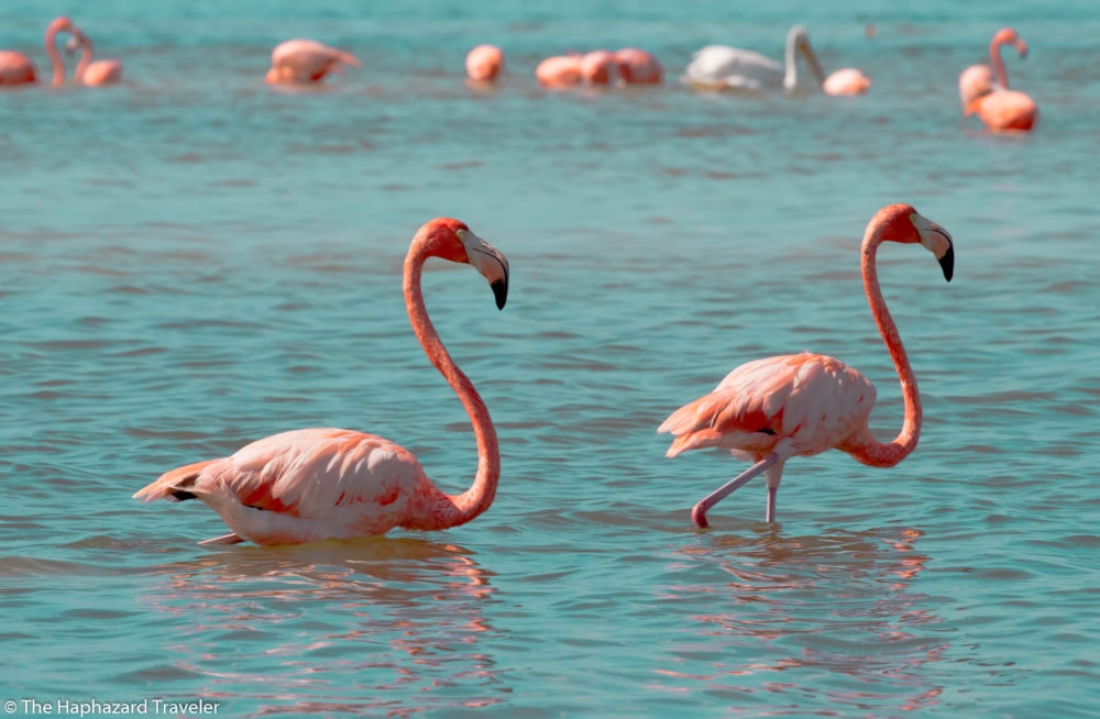 Rio Lagartos Flamingos and Las Coloradas