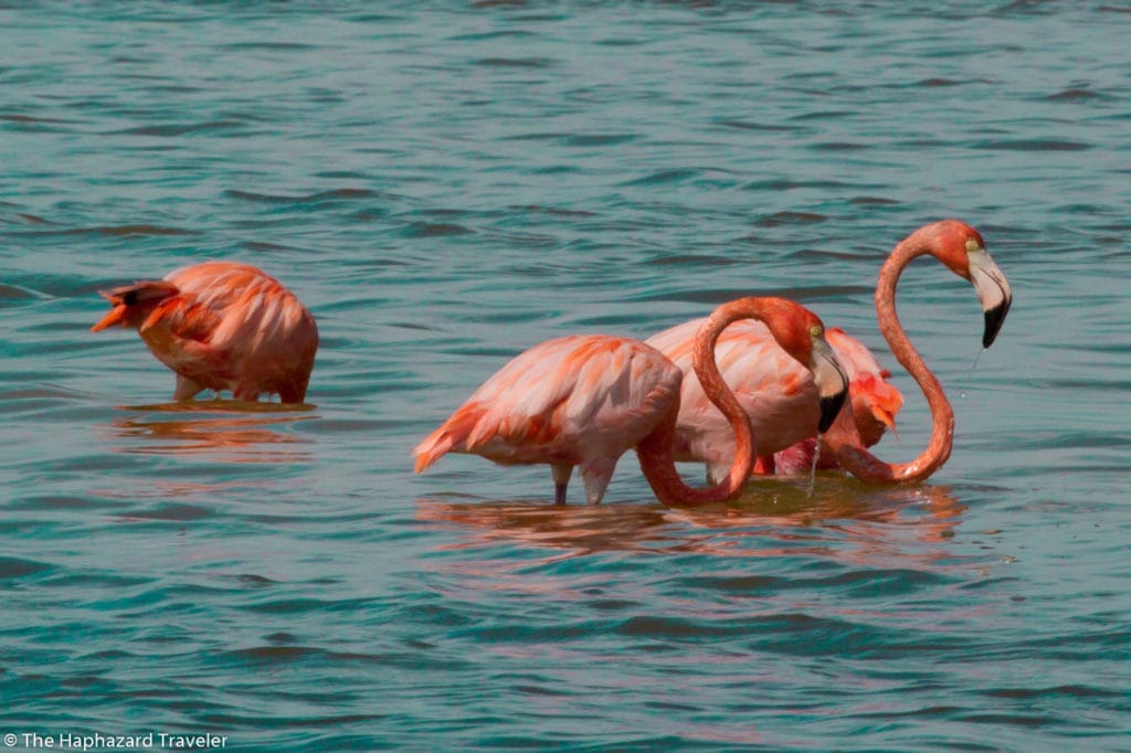 Mexico Flamingos