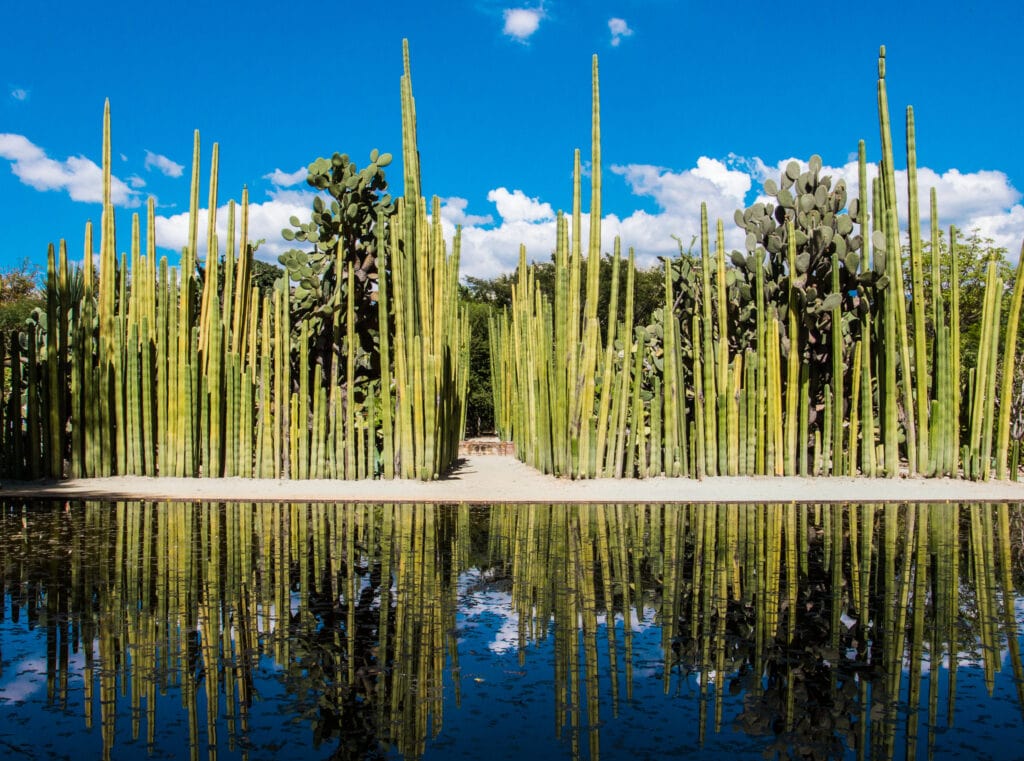 cactus at the Oaxaca Ethnobotanical Garden