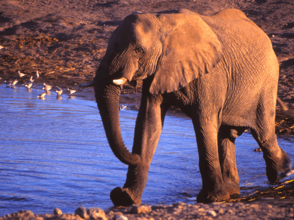 Virtual Tour: Elephant at a watering hole