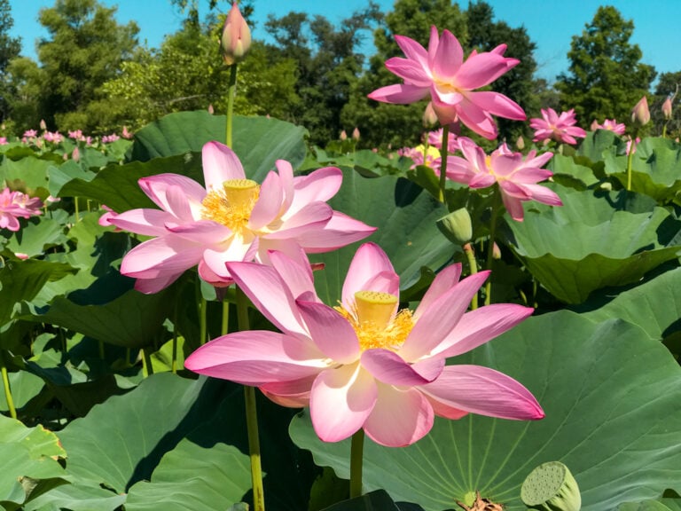 Kenilworth Aquatic Gardens