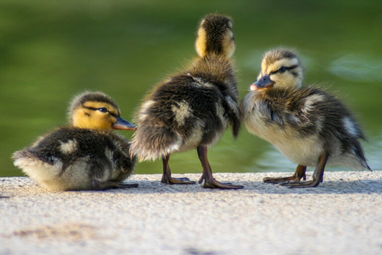 baby ducklings on the national mall: things to do in washington dc with kids