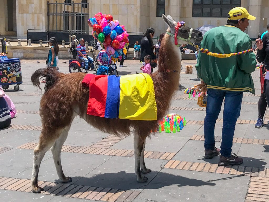 Llama in Plaza Simon Bolivar