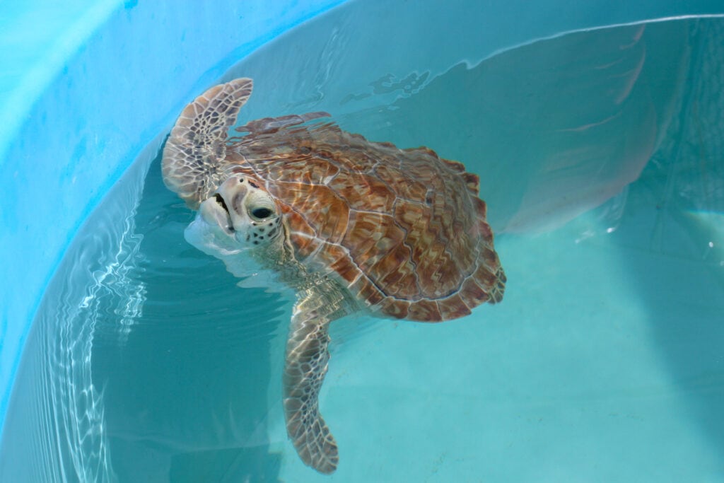 photo of a turtle in the rehabilitation tank at the Turtle Hospital