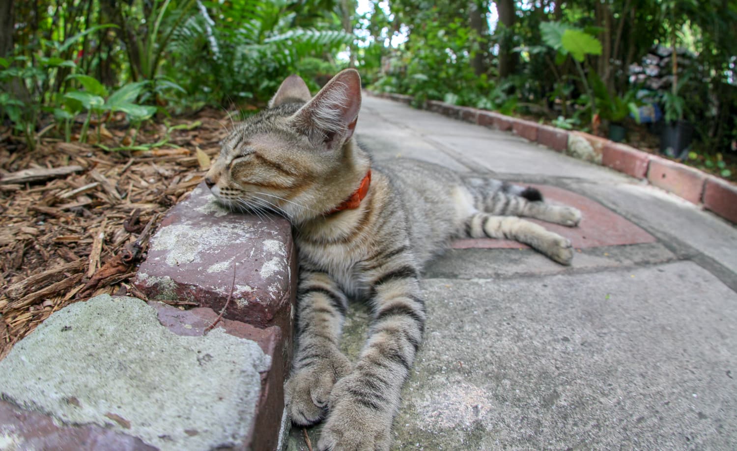 photo of a six-toed cat at the Hemingway House