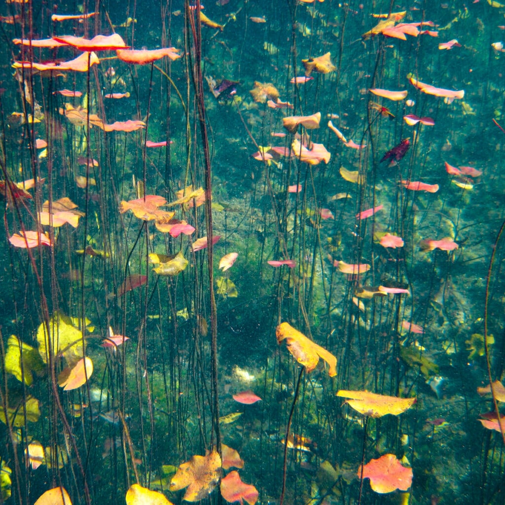 Cenote Aktun Ha - Things to do in Tulum