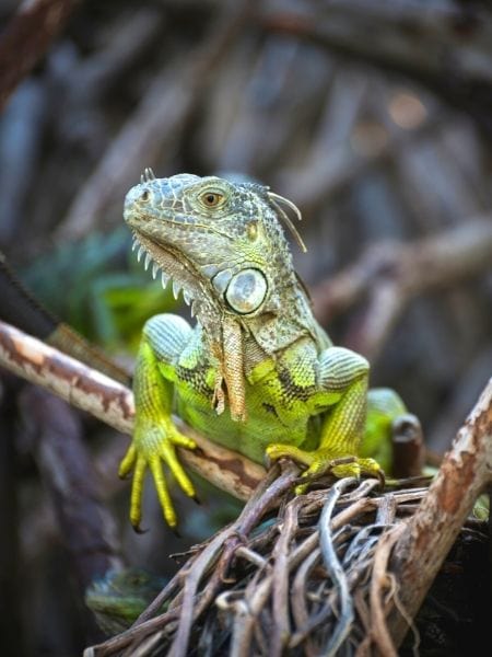 Laguna Ventalilla wildlife - iguana