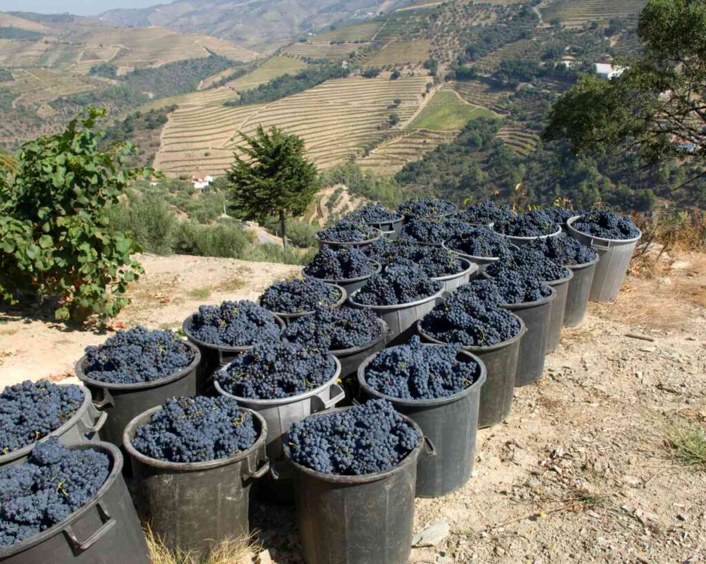Douro Valley harvest season
