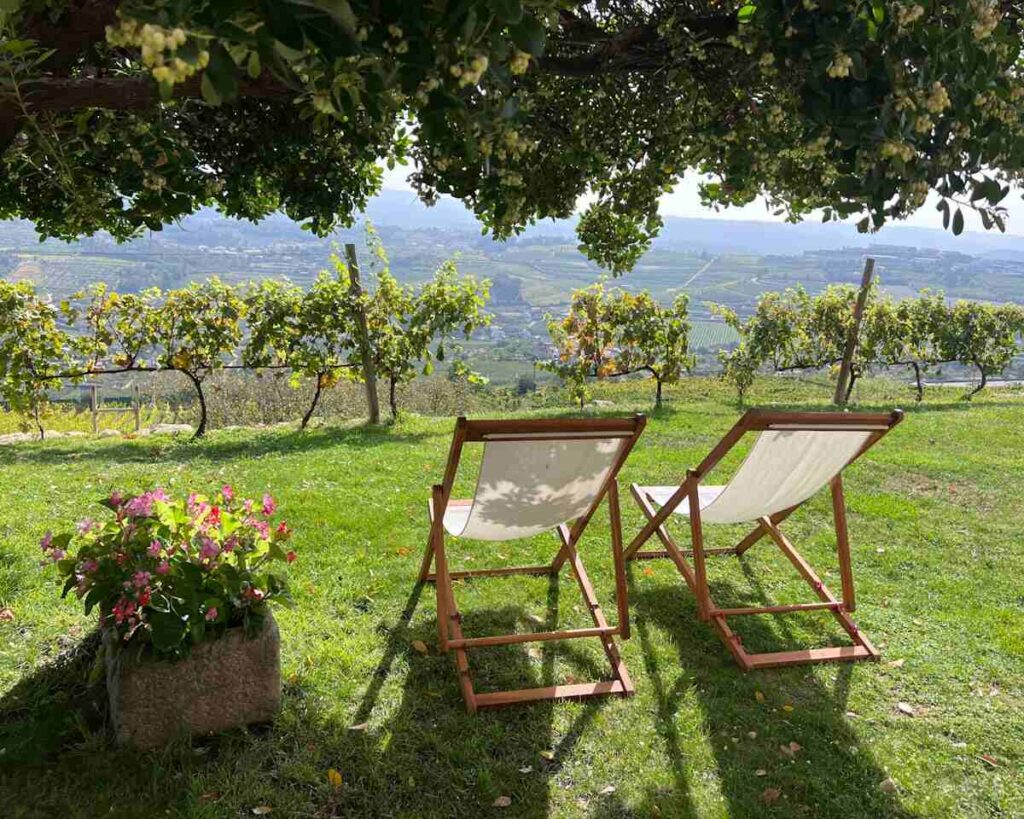 Quinta da Portela de Baixo - Lamego vineyard visit