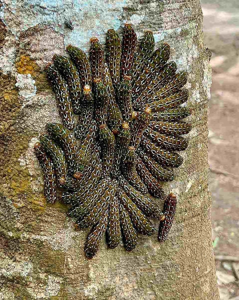 army worms at Ek Balam