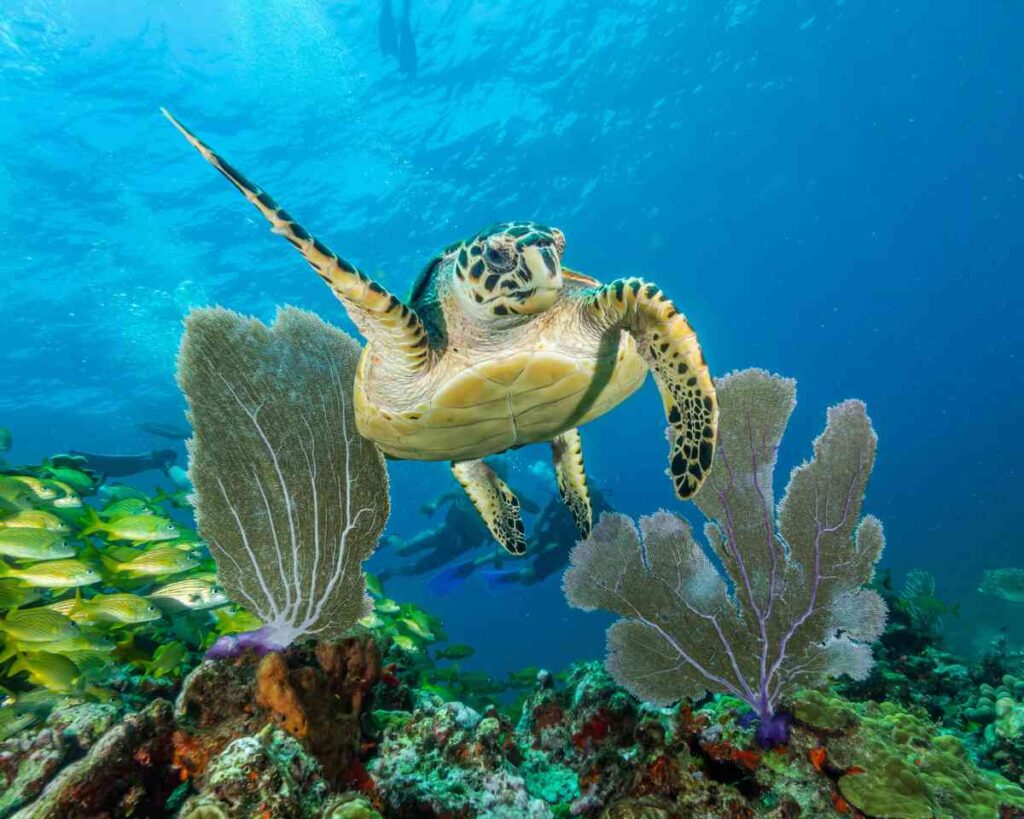 snorkeling in Isla Mujeres