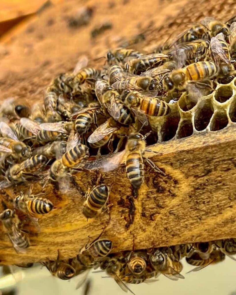 beekeeping in Malta - Golden Island Honey apiary