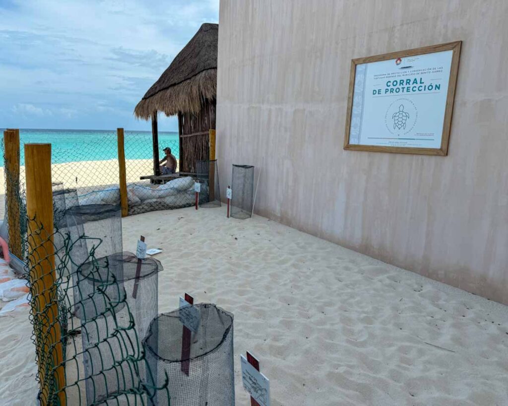 sea turtle nest enclosure