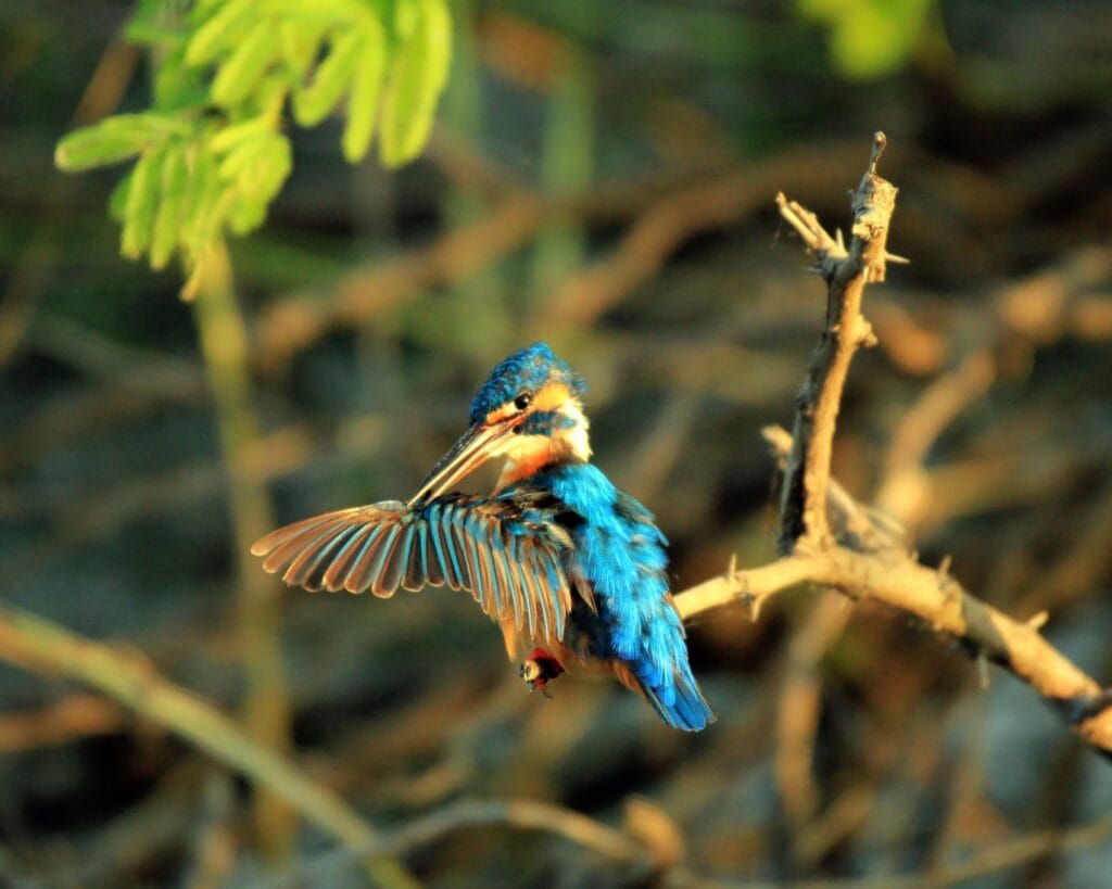 Bundala National Park birdwatching