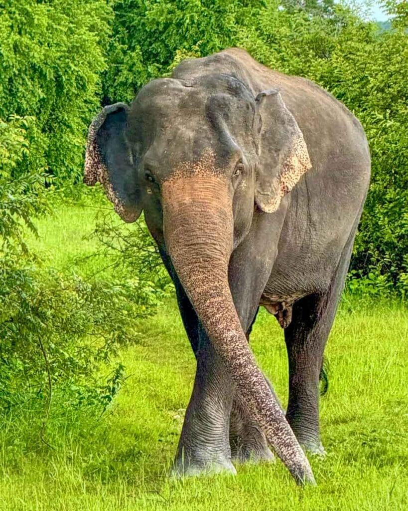 Elephant at Kaudulla