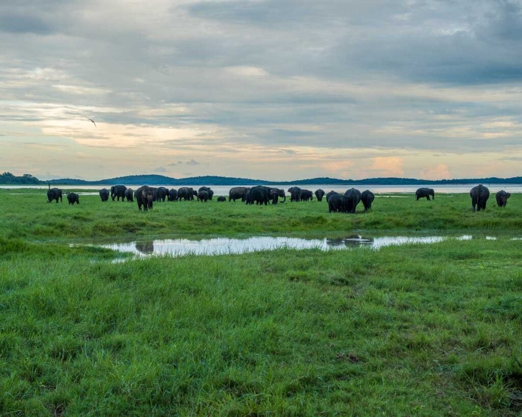 Elephant gathering at Kaudulla National Park Sri Lanka