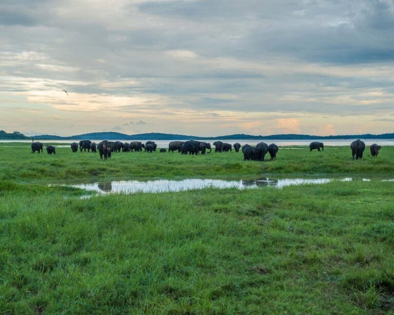 Kaudulla National Park Safari