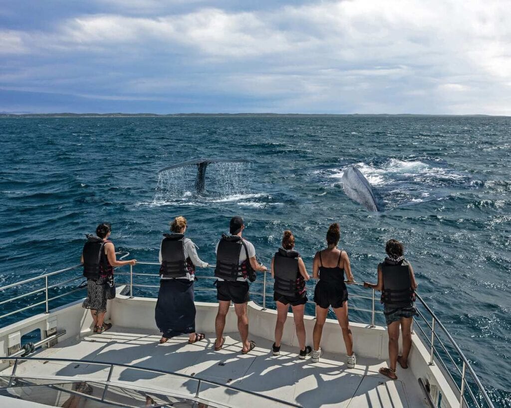 Mirissa whale watching - must-do in Sri Lanka
