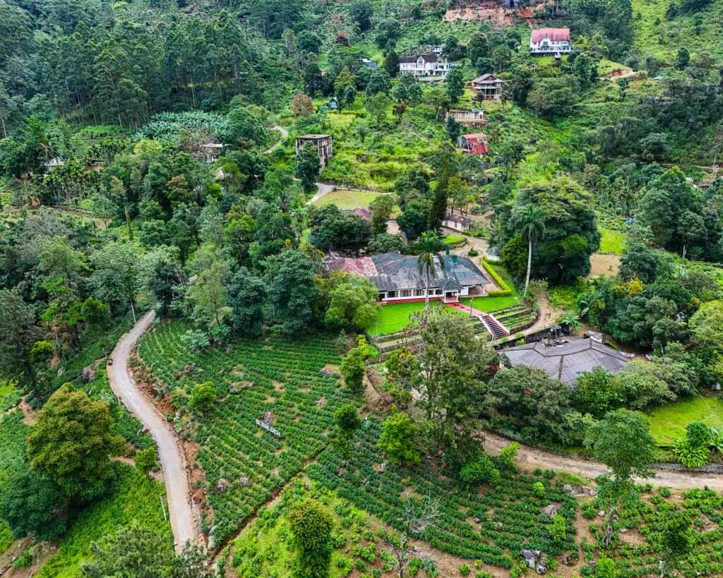 Sri Lanka Travel Tips - tea plantation