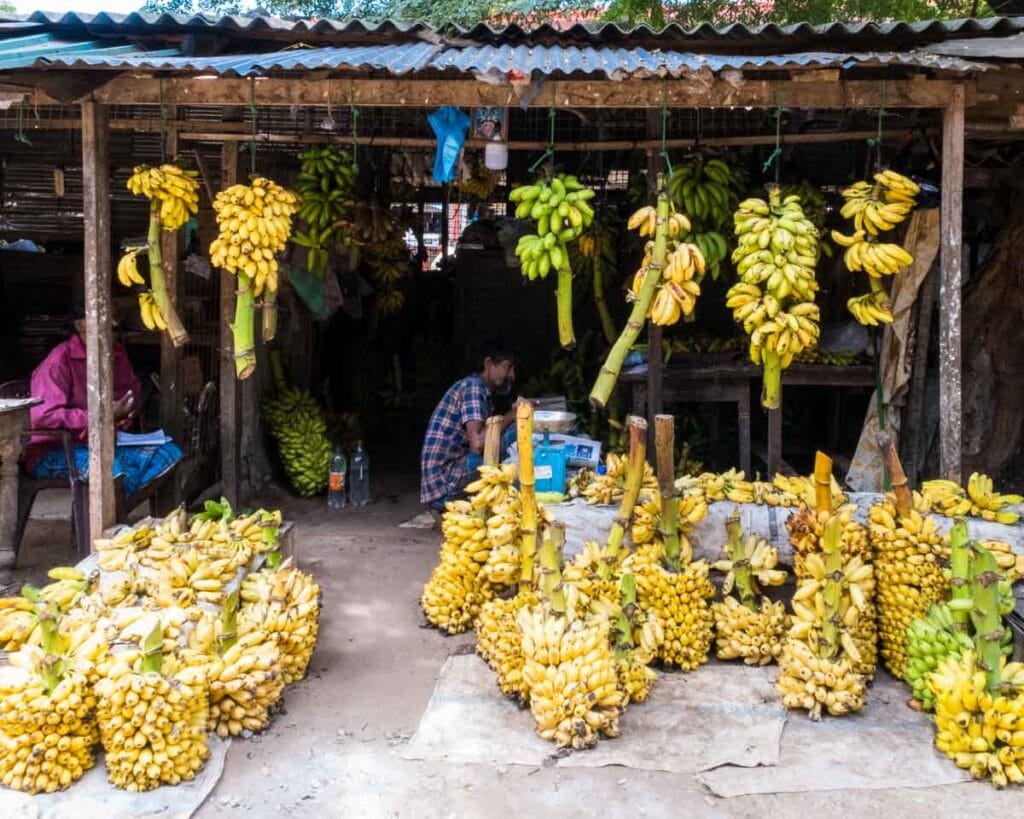 bananas in the Jaffna fruit market