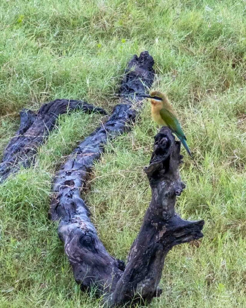blue tailed bee eater - Kaudulla National Park
