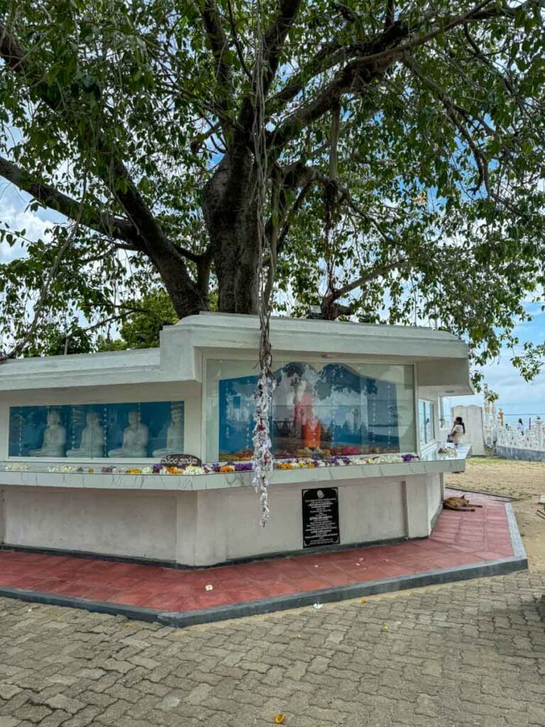 bodhi tree at Nagadeepa Purana Vihara