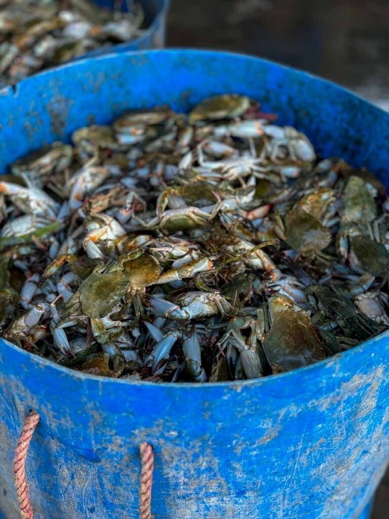 crabs at Jaffna fish market