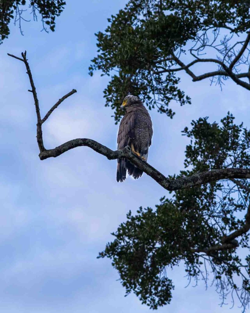 crested serpent eagle at Kaudulla National Park