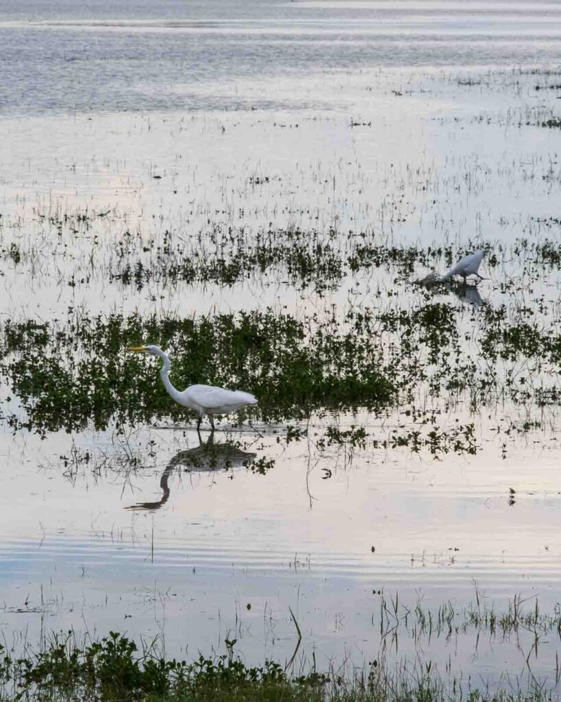egrets at Kadulla
