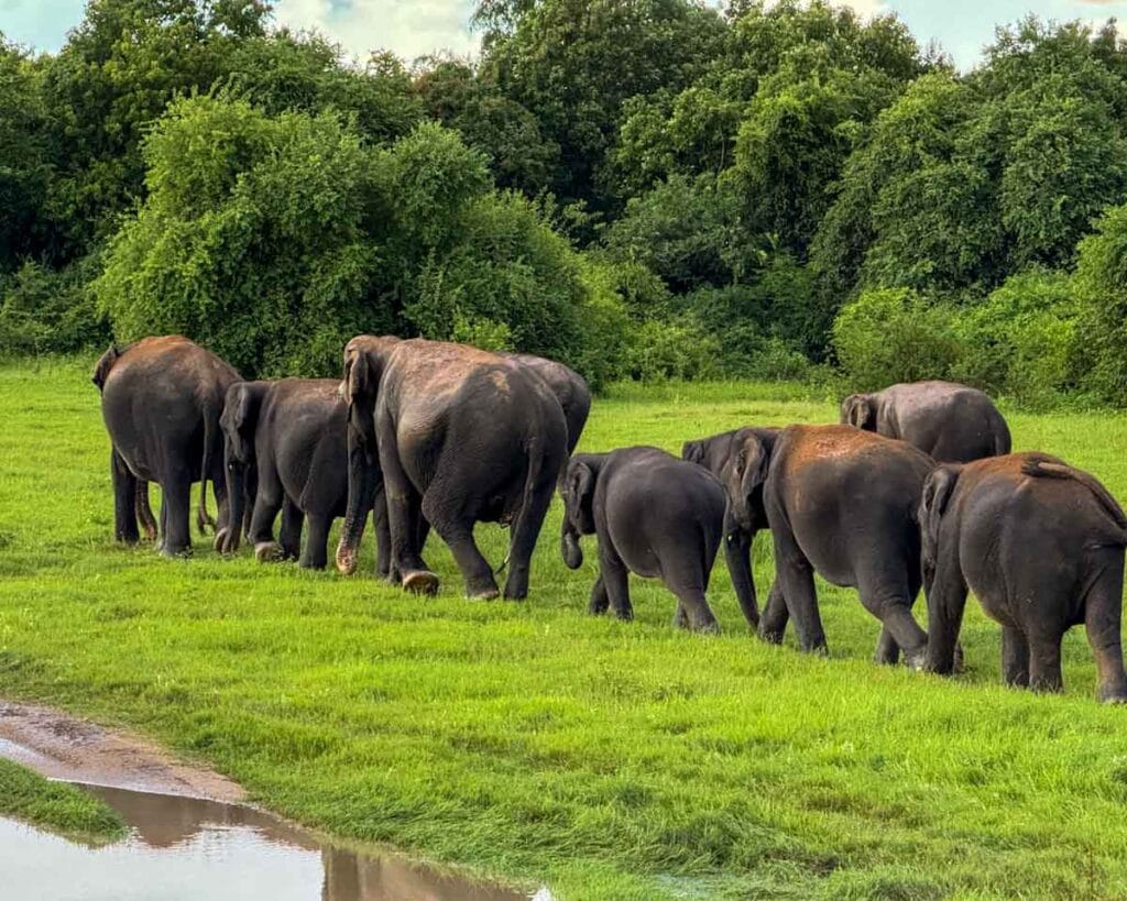 elephant family group