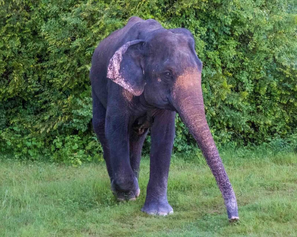 elephant on Kaudulla National Park Safari