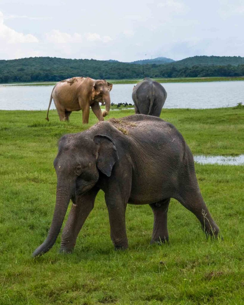 elephants in Kaudulla National Park