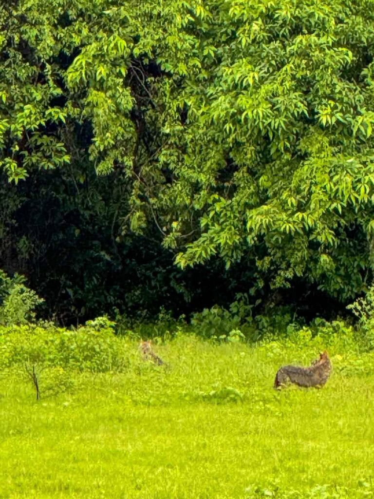 jackals at Kaudulla National Park