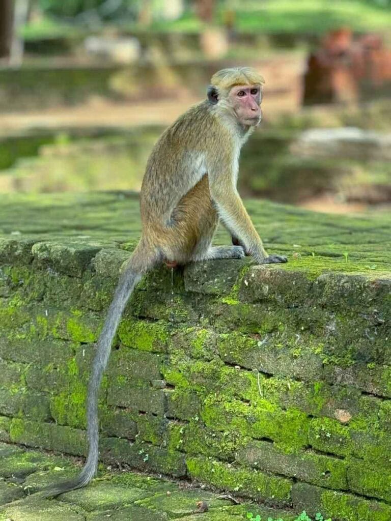 monkey in Sigiriya water gardens