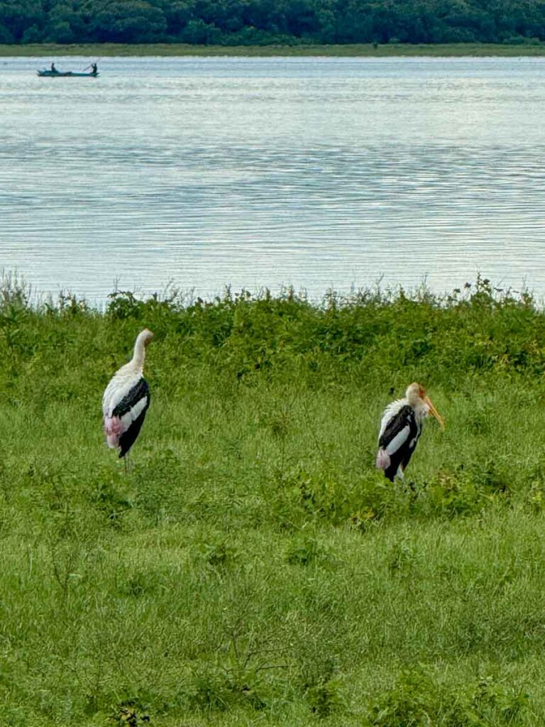 painted storks