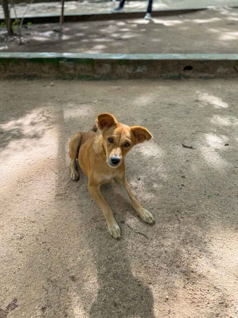 puppy at Sigiriya
