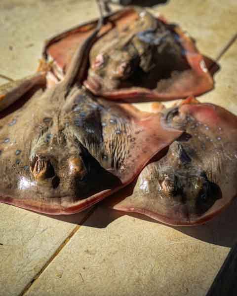 rays at Jaffna Fish Market