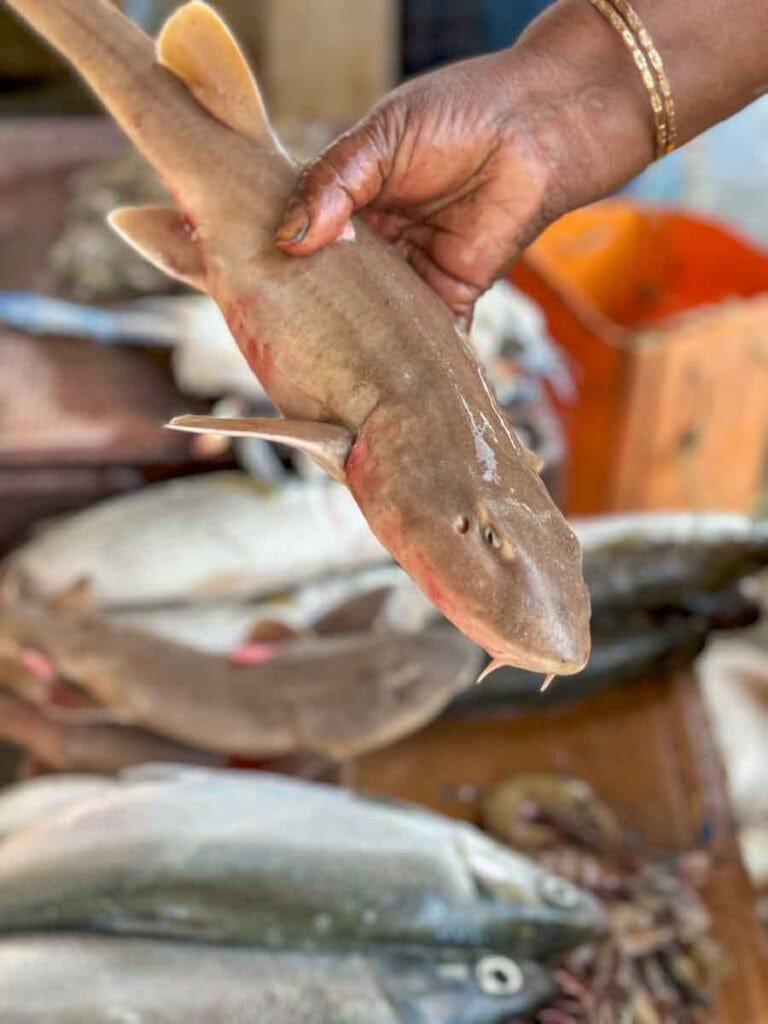 shark for sale at Jaffna Fish Market