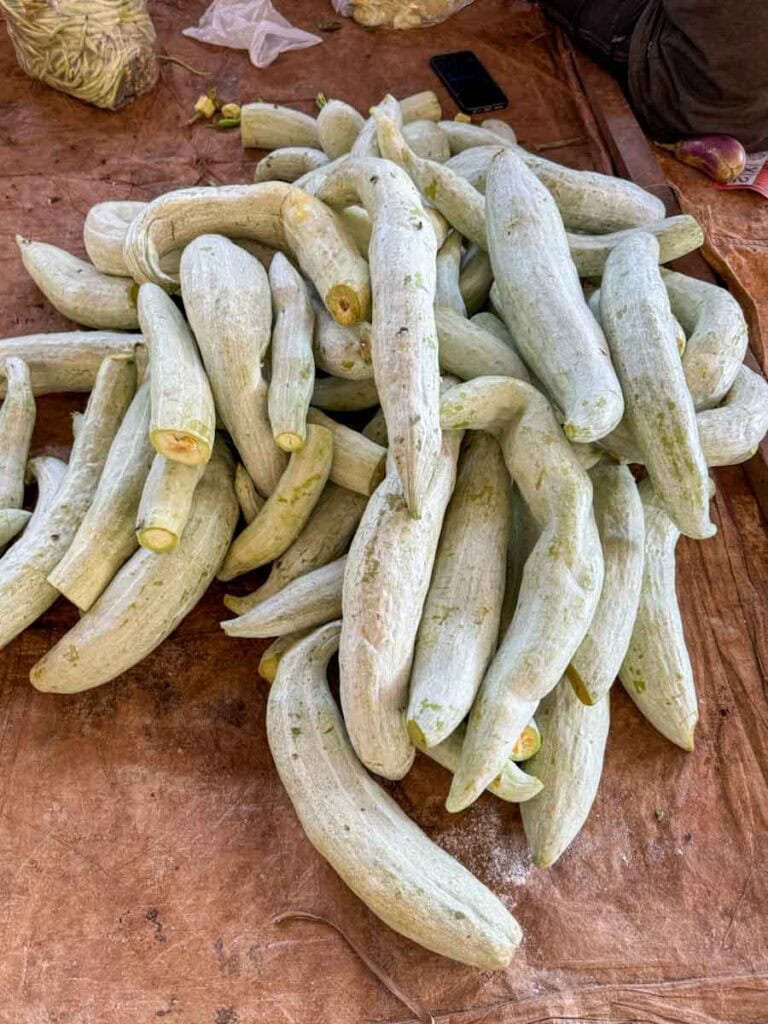 snake gourd