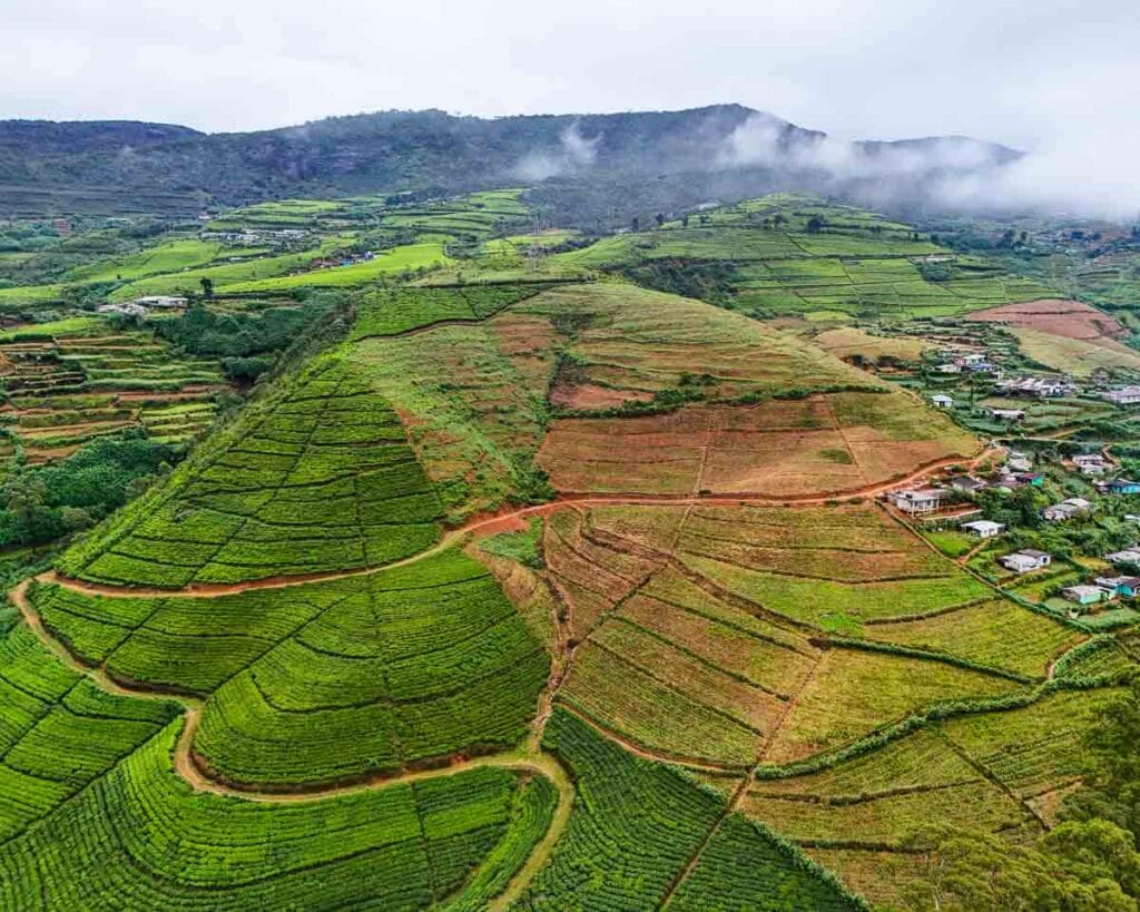 tea plantations in Ella Sri Lanka
