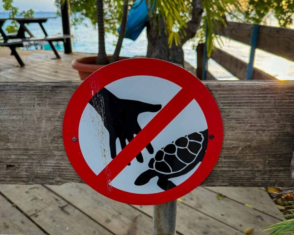 dont touch turtles signage