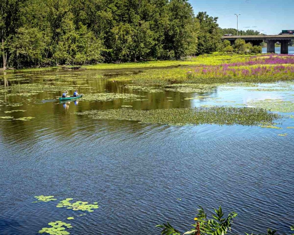A man paddles a canoe on a lake surrounded by water and plants.